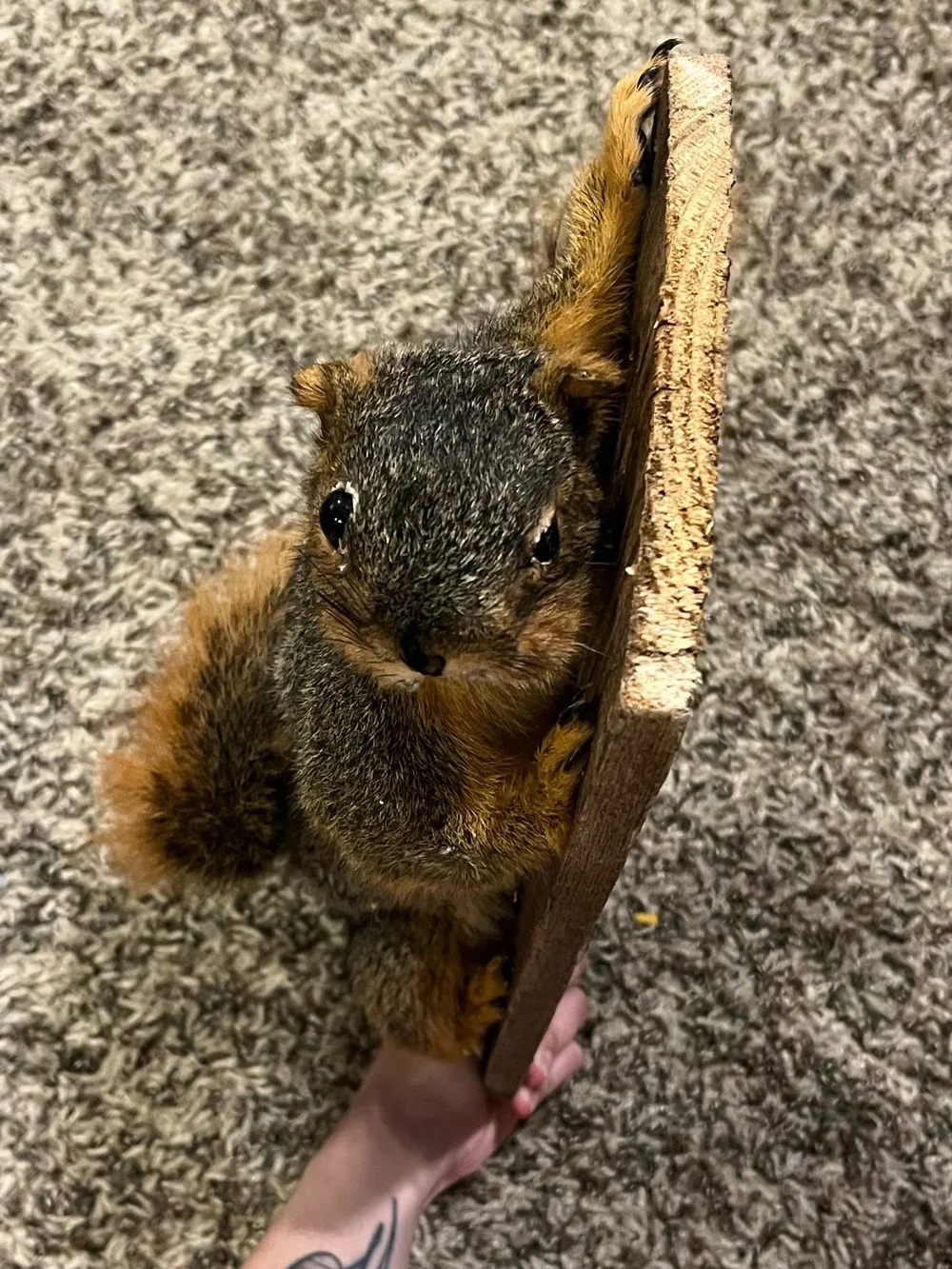 Rustic Gray and Orange Squirrel Wall Accent - Unbranded